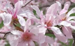 Leonard Messel Star Magnolia - 1 Gallon Pot -Wilson Bros Gardens Magnolia Leonard Messel 23