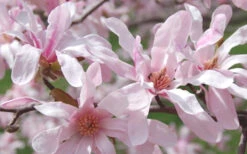 Leonard Messel Star Magnolia - 1 Gallon Pot 17 Leonard Messel Star Magnolia - 1 Gallon Pot -Wilson Bros Gardens Magnolia Leonard Messel 23 3