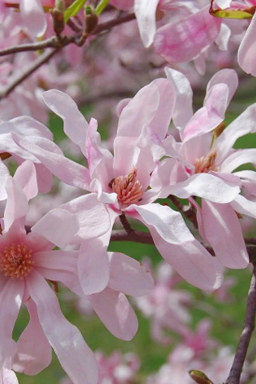 Leonard Messel Star Magnolia - 7 Gallon Pot 1 Leonard Messel Star Magnolia - 7 Gallon Pot
