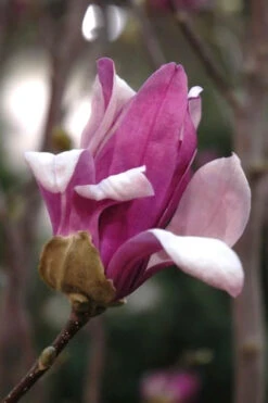 Leonard Messel Star Magnolia - 3 Gallon Pot -Wilson Bros Gardens Magnolia Leonard Messel 25 1