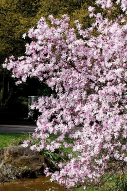 Leonard Messel Star Magnolia - 1 Gallon Pot 14 Leonard Messel Star Magnolia - 1 Gallon Pot -Wilson Bros Gardens Magnolia Leonard Messel 3 3