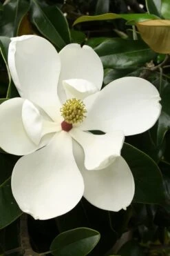 Little Gem Dwarf Southern Magnolia - 7 Gallon Pot (5-6')