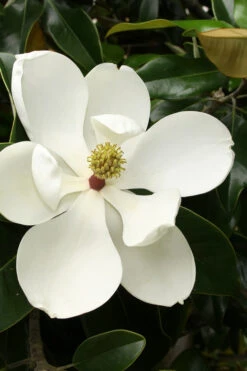 Little Gem Dwarf Southern Magnolia - 3 Gallon Pot (3-4') -Wilson Bros Gardens Magnolia Little Gem 15 5