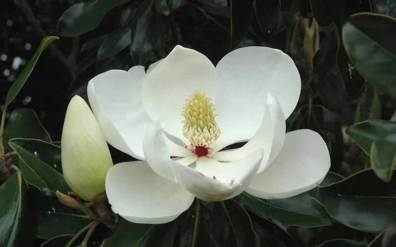 Kay Parris Southern Magnolia - 2 Gallon Pot 8 Kay Parris Southern Magnolia - 2 Gallon Pot - Image 8
