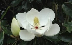Little Gem Dwarf Southern Magnolia - 7 Gallon Pot (5-6') -Wilson Bros Gardens Magnolia Little Gem Bloom 2