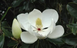 Little Gem Dwarf Southern Magnolia - 3 Gallon Pot (2-2.5') -Wilson Bros Gardens Magnolia Little Gem Bloom 2 7