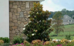 Little Gem Dwarf Southern Magnolia - 3 Gallon Pot (3-4') -Wilson Bros Gardens Magnolia Little Gem Home Corner 5