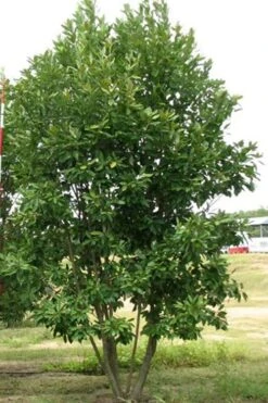 Moonglow Sweet Bay Magnolia Tree (Magnolia Virginiana 'Jim Wilson') - 7 Gallon Pot (6-7') -Wilson Bros Gardens Magnolia Moonglow Sweetbay 6