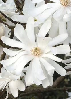 Royal Star Magnolia - 7 Gallon Pot (3-4') -Wilson Bros Gardens Magnolia Royal Star 10 2