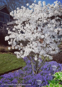 Royal Star Magnolia - 6 Pack Of 1 Gallon Pots 10 Royal Star Magnolia - 6 Pack Of 1 Gallon Pots -Wilson Bros Gardens Magnolia Royal Star 12 7