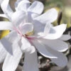 Royal Star Magnolia - 7 Gallon Pot (4-5')