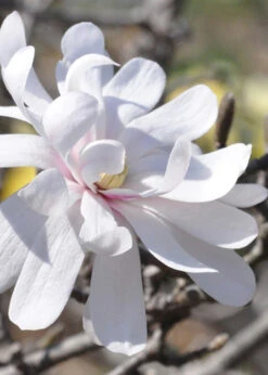 Royal Star Magnolia - 7 Gallon Pot (4-5')