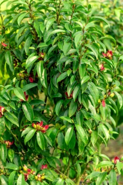 Stellar Ruby Magnolia X Figo - Banana Shrub Hybrid - 2 Gallon Pot -Wilson Bros Gardens Magnolia Stellar Ruby 4 1