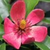 Stellar Ruby Magnolia X Figo - Banana Shrub Hybrid - 1 Gallon Pot