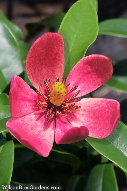 Stellar Ruby Magnolia X Figo - Banana Shrub Hybrid - 3 Gallon Pot 1 Stellar Ruby Magnolia X Figo - Banana Shrub Hybrid - 3 Gallon Pot