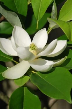 Southern Sweet Bay Swamp Magnolia (M.v. Australis) - 7 Gallon Pot (5-6') 13 Southern Sweet Bay Swamp Magnolia (M.v. Australis) - 7 Gallon Pot (5-6') -Wilson Bros Gardens Magnolia Sweet Bay 10 5