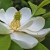 Southern Sweet Bay Swamp Magnolia (M.v. Australis) - 7 Gallon Pot (5-6')