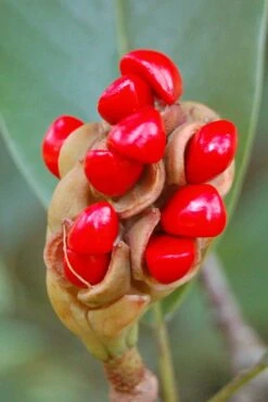 Sweetbay Magnolia (Single Trunk Tree Form) - 7 Gallon Pot (5-6') 12 Sweetbay Magnolia (Single Trunk Tree Form) - 7 Gallon Pot (5-6') -Wilson Bros Gardens Magnolia Sweet Bay 14 1