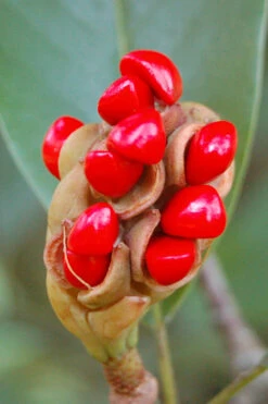 Sweetbay Magnolia - 3 Gallon Pot -Wilson Bros Gardens Magnolia Sweet Bay 14 13