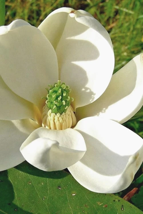 Moonglow Sweetbay Magnolia Tree (Magnolia Virginiana 'Jim Wilson') - 1 Gallon Pot 1 Moonglow Sweetbay Magnolia Tree (Magnolia Virginiana 'Jim Wilson') - 1 Gallon Pot