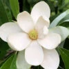 Northern Belle Sweetbay Magnolia Tree - Magnolia Virginiana - 3 Gallon Pot