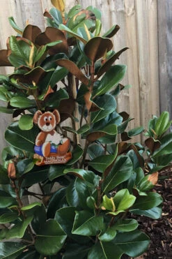 Teddy Bear Dwarf Southern Magnolia - 7 Gallon Pot (3-4') -Wilson Bros Gardens Magnolia Teddy Bear 4 3