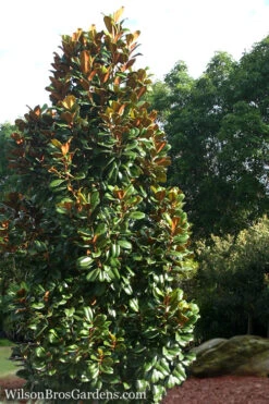 Teddy Bear Dwarf Southern Magnolia - 7 Gallon Pot (3-4') -Wilson Bros Gardens Magnolia Teddy Bear 5 3