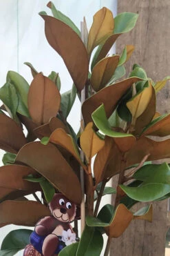 Teddy Bear Dwarf Southern Magnolia - 7 Gallon Pot (5-6') -Wilson Bros Gardens Magnolia Teddy Bear 6 2