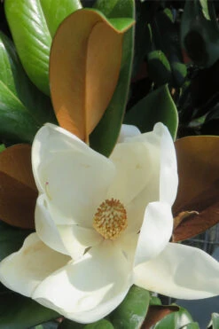 Teddy Bear Dwarf Southern Magnolia - 7 Gallon Pot (3-4') -Wilson Bros Gardens Magnolia Teddy Bear 7 3