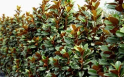 Teddy Bear Dwarf Southern Magnolia - 7 Gallon Pot (3-4') -Wilson Bros Gardens Magnolia Teddy Bear 8 3