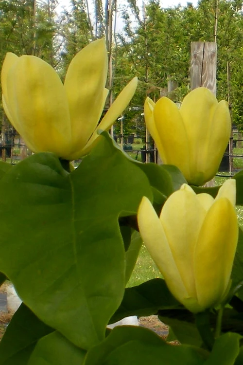 Yellow Bird Magnolia Tulip Tree - 1 Gallon Pot 8 Yellow Bird Magnolia Tulip Tree - 1 Gallon Pot - Image 8