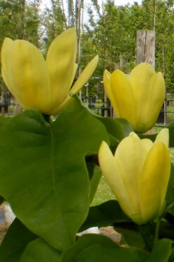 Yellow Bird Magnolia Tulip Tree - 3 Gallon Pot -Wilson Bros Gardens Magnolia Yellow Bird 10