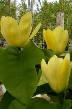 Yellow Bird Magnolia Tulip Tree - 1 Gallon Pot 19 Yellow Bird Magnolia Tulip Tree - 1 Gallon Pot -Wilson Bros Gardens Magnolia Yellow Bird 10 4