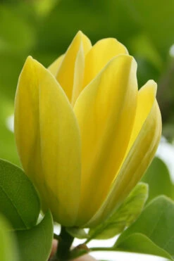 Yellow Bird Magnolia Tulip Tree - 3 Gallon Pot -Wilson Bros Gardens Magnolia Yellow Bird 13