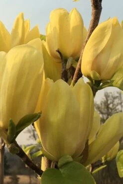 Yellow Bird Magnolia Tulip Tree - 1 Gallon Pot 18 Yellow Bird Magnolia Tulip Tree - 1 Gallon Pot -Wilson Bros Gardens Magnolia Yellow Bird 14 1