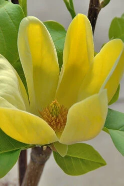 Yellow Bird Magnolia Tulip Tree - 3 Gallon Pot -Wilson Bros Gardens Magnolia Yellow Bird 16