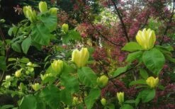 Yellow Bird Magnolia Tulip Tree - 3 Gallon Pot -Wilson Bros Gardens Magnolia Yellow Bird 18