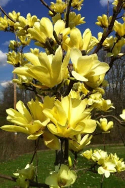 Yellow Bird Magnolia Tulip Tree - 1 Gallon Pot 17 Yellow Bird Magnolia Tulip Tree - 1 Gallon Pot -Wilson Bros Gardens Magnolia Yellow Bird 32 2