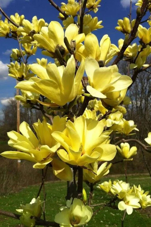 Yellow Bird Magnolia Tulip Tree - 1 Gallon Pot 7 Yellow Bird Magnolia Tulip Tree - 1 Gallon Pot - Image 7