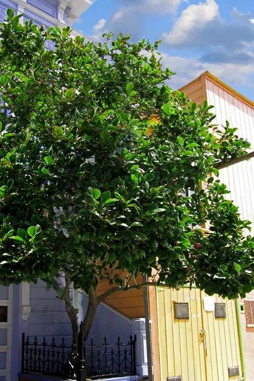 Blushing Belle Magnolia (Tulip Tree) - 7 Gallon Pot 6 Blushing Belle Magnolia (Tulip Tree) - 7 Gallon Pot - Image 6