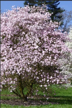 Centennial Blush Star Magnolia - 7 Gallon Pot (4-5') 9 Centennial Blush Star Magnolia - 7 Gallon Pot (4-5') -Wilson Bros Gardens Magnolia stellata centennial blush 2 1