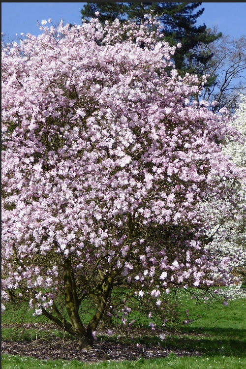 Centennial Blush Star Magnolia - 3 Gallon Pot 4 Centennial Blush Star Magnolia - 3 Gallon Pot - Image 4