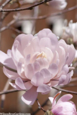 Centennial Blush Star Magnolia - 3 Gallon Pot 11 Centennial Blush Star Magnolia - 3 Gallon Pot -Wilson Bros Gardens Magnolia stellata centennial blush 3 2