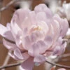 Centennial Blush Star Magnolia - 7 Gallon Pot (4-5')