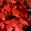 Autumn Blaze Maple - 5 Gallon Pot (5-6')