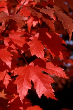 Autumn Blaze Maple - 5 Gallon Pot (5-6')