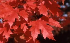 Autumn Blaze Maple - 2 Gallon Pot 11 Autumn Blaze Maple - 2 Gallon Pot -Wilson Bros Gardens Maple Autumn Blaze leaves