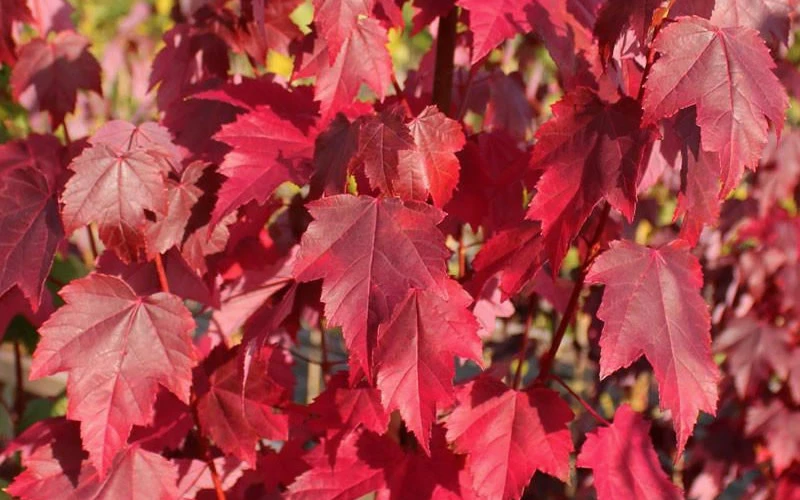 Brandywine Maple Tree - 3 Gallon Pot 5 Brandywine Maple Tree - 3 Gallon Pot - Image 5