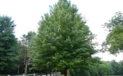 Brandywine Maple Tree - 3 Gallon Pot 11 Brandywine Maple Tree - 3 Gallon Pot -Wilson Bros Gardens Maple Brandywine Summer 1