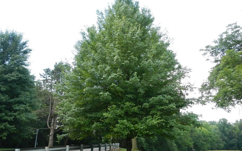 Brandywine Maple Tree - 5 Gallon Pot 6 Brandywine Maple Tree - 5 Gallon Pot - Image 6